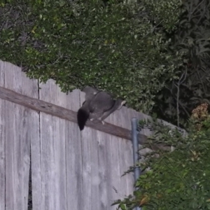 Trichosurus vulpecula at Fadden, ACT - suppressed