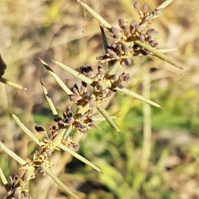 Daviesia genistifolia (Broom Bitter Pea) at Hall, ACT - 11 Aug 2020 by trevorpreston