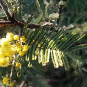 Acacia dealbata at Hall, ACT - 11 Aug 2020