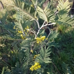 Acacia dealbata at Hall, ACT - 11 Aug 2020