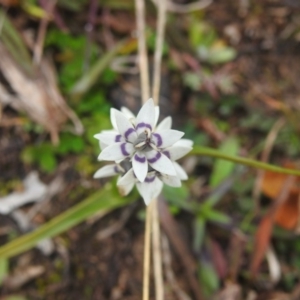 Wurmbea dioica subsp. dioica at Googong, NSW - 12 Jul 2020