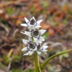 Wurmbea dioica subsp. dioica at Googong, NSW - 12 Jul 2020