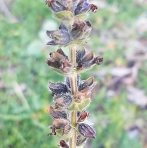 Salvia verbenaca var. verbenaca at Macgregor, ACT - 11 Aug 2020 04:11 PM