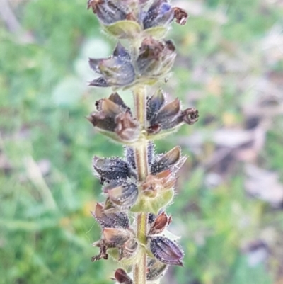 Salvia verbenaca var. verbenaca (Wild Sage) at Macgregor, ACT - 11 Aug 2020 by trevorpreston