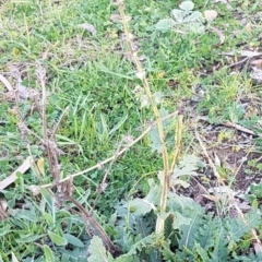 Salvia verbenaca var. verbenaca at Macgregor, ACT - 11 Aug 2020 04:11 PM