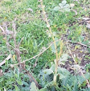 Salvia verbenaca var. verbenaca at Macgregor, ACT - 11 Aug 2020 04:11 PM