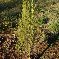 Cassinia sifton (Sifton Bush, Chinese Shrub) at Latham, ACT - 11 Aug 2020 by tpreston