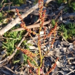 Rumex acetosella (Sheep Sorrel) at Latham, ACT - 11 Aug 2020 by trevorpreston