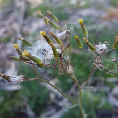 Senecio quadridentatus (Cotton Fireweed) at Umbagong District Park - 11 Aug 2020 by tpreston