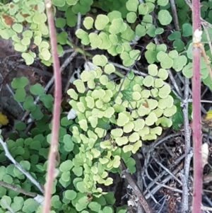 Adiantum aethiopicum at Latham, ACT - suppressed