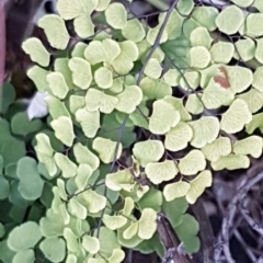 Adiantum aethiopicum at Latham, ACT - suppressed