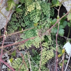 Adiantum aethiopicum at Latham, ACT - suppressed