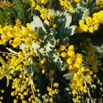 Acacia baileyana (Cootamundra Wattle, Golden Mimosa) at Macgregor, ACT - 11 Aug 2020 by trevorpreston