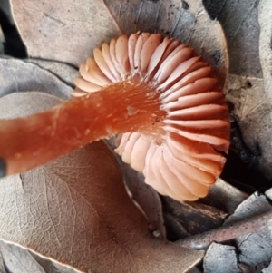 Laccaria sp. at Macgregor, ACT - 11 Aug 2020