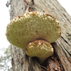 Laetiporus portentosus (White Punk) at West Wodonga, VIC - 27 Jul 2019 by Michelleco