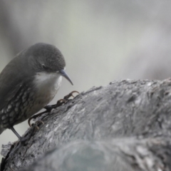 Cormobates leucophaea (White-throated Treecreeper) at West Wodonga, VIC - 27 Jul 2019 by Michelleco