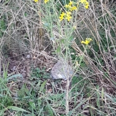 Sisymbrium officinale (Common Hedge Mustard) at Latham, ACT - 11 Aug 2020 by tpreston