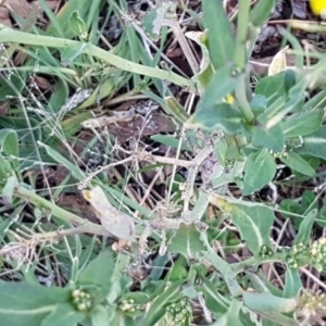 Sisymbrium officinale at Latham, ACT - 11 Aug 2020