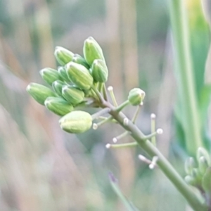 Sisymbrium officinale at Latham, ACT - 11 Aug 2020