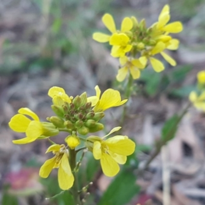 Sisymbrium officinale (Common Hedge Mustard) at Macgregor, ACT - 11 Aug 2020 by trevorpreston