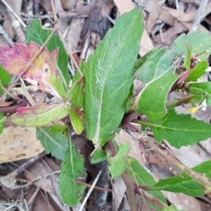 Sisymbrium officinale at Macgregor, ACT - 11 Aug 2020