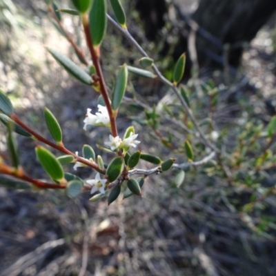 Monotoca scoparia (Broom Heath) at Gossan Hill - 11 Aug 2020 by AndyRussell