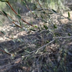 Monotoca scoparia at Bruce, ACT - 11 Aug 2020