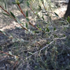 Monotoca scoparia at Bruce, ACT - 11 Aug 2020