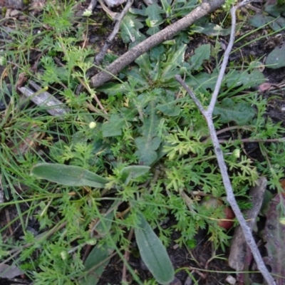 Cotula australis (Common Cotula, Carrot Weed) at Gossan Hill - 11 Aug 2020 by AndyRussell