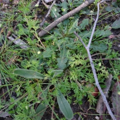 Cotula australis (Common Cotula, Carrot Weed) at Bruce, ACT - 11 Aug 2020 by AndyRussell