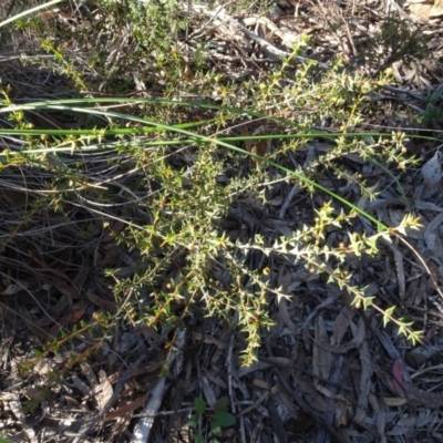 Acacia gunnii (Ploughshare Wattle) at Gossan Hill - 11 Aug 2020 by AndyRussell