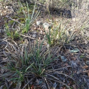 Lomandra longifolia at Bruce, ACT - 11 Aug 2020