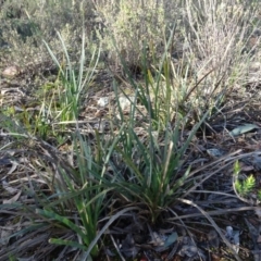 Lomandra longifolia at Bruce, ACT - 11 Aug 2020