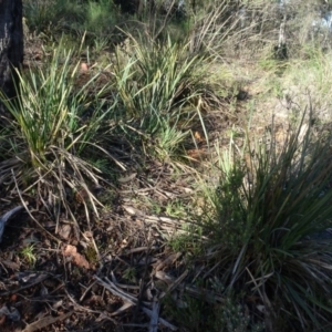 Lomandra longifolia at Bruce, ACT - 11 Aug 2020