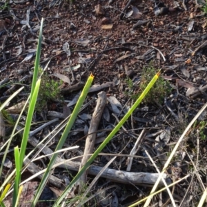 Lomandra longifolia at Bruce, ACT - 11 Aug 2020