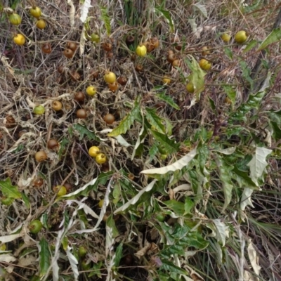 Solanum cinereum (Narrawa Burr) at Aranda, ACT - 11 Aug 2020 by AndyRussell