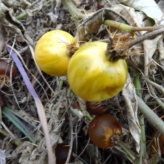 Solanum cinereum at Aranda, ACT - 11 Aug 2020