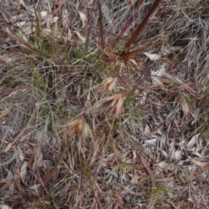 Themeda triandra at Aranda, ACT - 11 Aug 2020