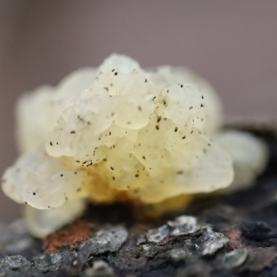 Unidentified Fungus at Quaama, NSW - 10 Aug 2020 by FionaG