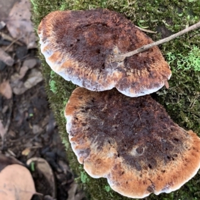 Unidentified Fungus at Quaama, NSW - 3 Aug 2020 by FionaG
