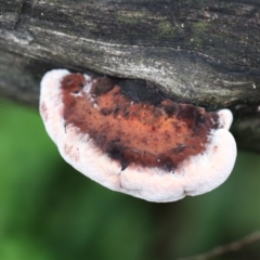 Unverified Fungus at Quaama, NSW - 3 Aug 2020 by FionaG