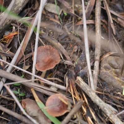 Unidentified Fungus at Quaama, NSW - 3 Aug 2020 by FionaG