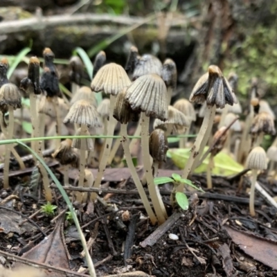 Coprinus sp. at Quaama, NSW - 10 Aug 2020 by FionaG