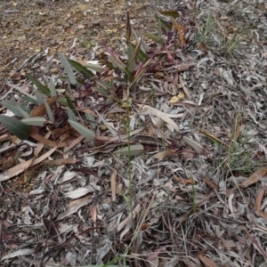 Rytidosperma sp. at Bruce, ACT - 11 Aug 2020