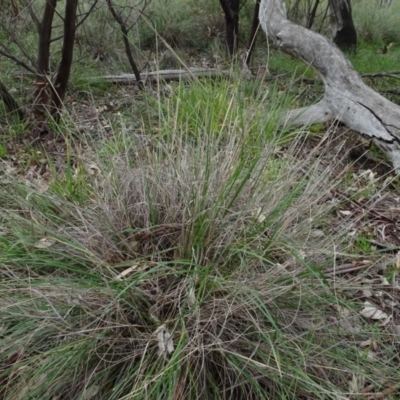 Rytidosperma pallidum (Red-anther Wallaby Grass) at Bruce, ACT - 11 Aug 2020 by AndyRussell