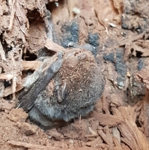 Chalinolobus sp. (genus) at Mitchell, ACT - 21 Aug 2019