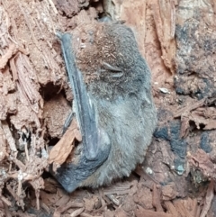 Chalinolobus sp. (genus) at Mitchell, ACT - 21 Aug 2019 01:49 PM