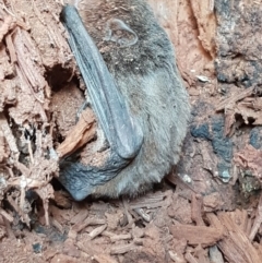 Chalinolobus sp. (genus) at Mitchell, ACT - 21 Aug 2019