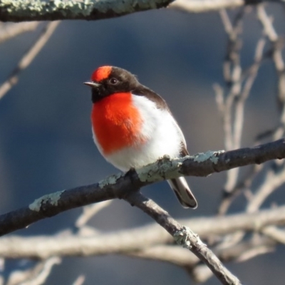 Petroica goodenovii (Red-capped Robin) at Tennent, ACT - 10 Aug 2020 by RodDeb