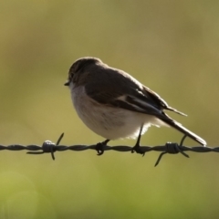 Petroica goodenovii at Tennent, ACT - 10 Aug 2020